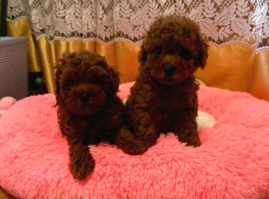 Görüntülü Arama Irk Garantili Aşılı Toy Poodle Bebekler görsel