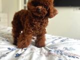 Görüntülü Arama Irk Garantili Aşılı Toy Poodle Bebekler