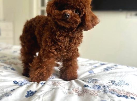 Görüntülü Arama Irk Garantili Aşılı Toy Poodle Bebekler görsel