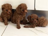 Red Toy Poodle