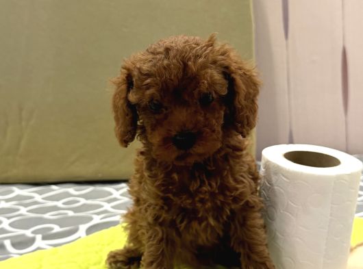 Red Toy Poodle görsel