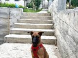 2 Aylık Belçika Malinaois