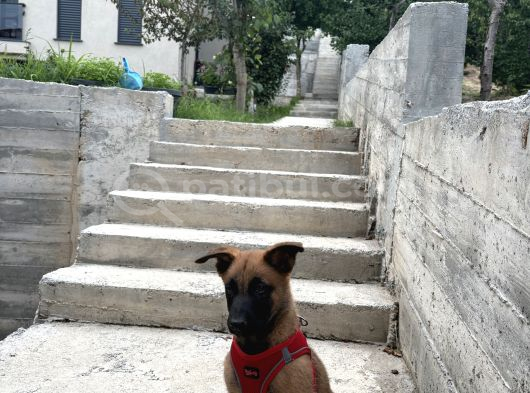 2 Aylık Belçika Malinaois görsel