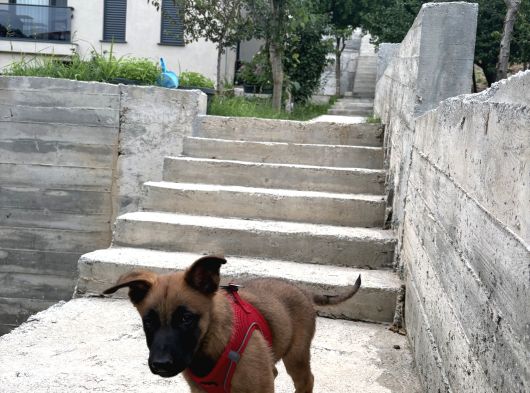 2 Aylık Belçika Malinaois görsel