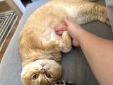 British Shorthair Golden Kedimiz 1 Yaşında Erkek İstanbul