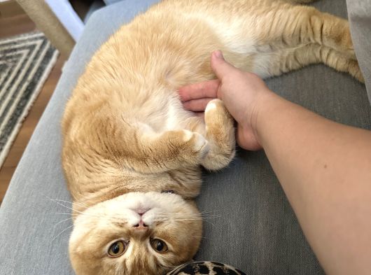 British Shorthair Golden Kedimiz 1 Yaşında Erkek İstanbul görsel