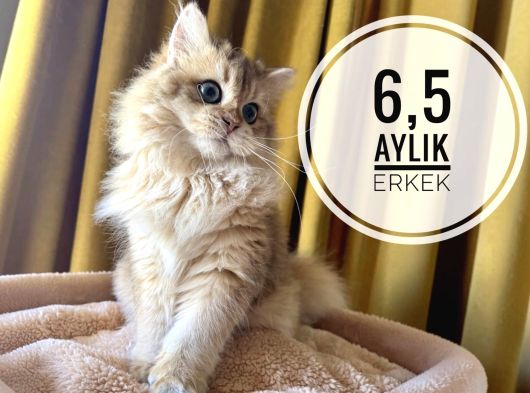 Ergen Erkekler görsel