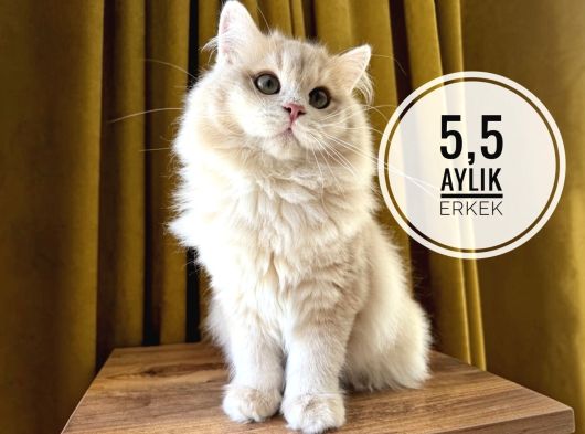 Ergen erkekler