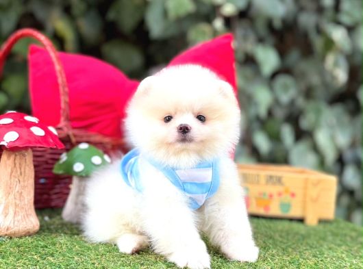 Orjinal Teacüp Pomeranian görsel