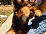 Bernedoodle