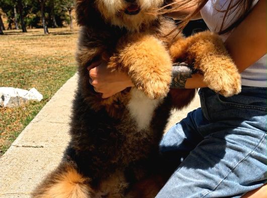 Bernedoodle görsel