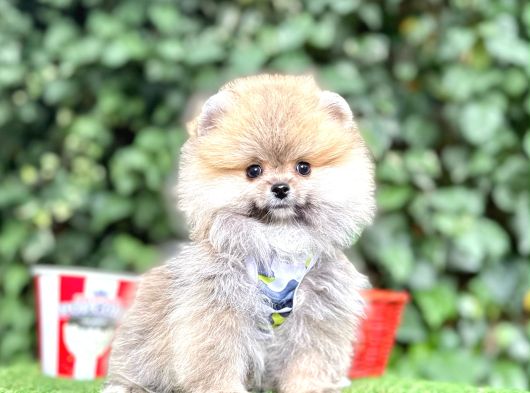 Orjinal Pomeranian Boo görsel