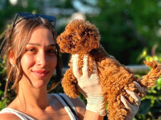 Irk Garantili Toy Poodle Bebekler görsel