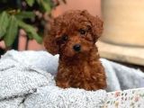 Kif Fci A Secereli Toy Poodle Yavrularımız
