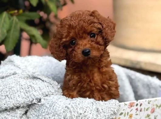 Kif Fci A Secereli Toy Poodle Yavrularımız