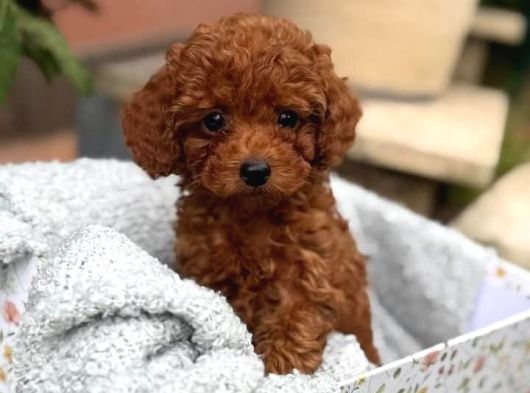 Kif Fci A Secereli Toy Poodle Yavrularımız görsel