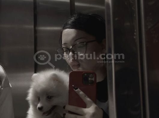 22 Ocak Doğumlu Safkan Pomeranian Çipli Aşılı Izmir görsel