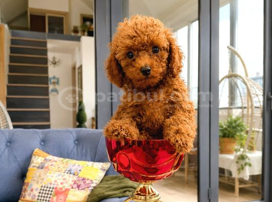 Orjinal Dişi Erkek Red Toy Poodle 65 Günlük Sağlıklı Aşılı görsel