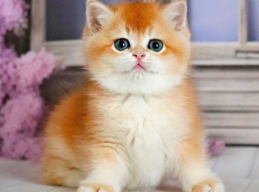 Güzellik Şampiyonu Golden British Shorthair