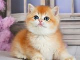 Güzellik Şampiyonu Golden British Shorthair