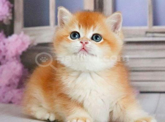 Güzellik Şampiyonu Golden British Shorthair görsel