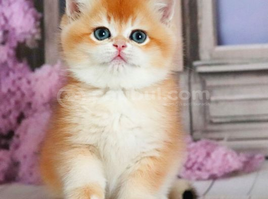 Güzellik Şampiyonu Golden British Shorthair görsel