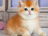 Güzellik Şampiyonu Golden British Shorthair