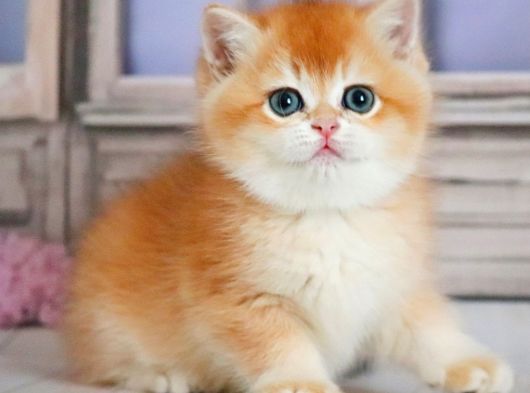 Güzellik Şampiyonu Golden British Shorthair görsel