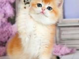 Güzellik Şampiyonu Golden British Shorthair