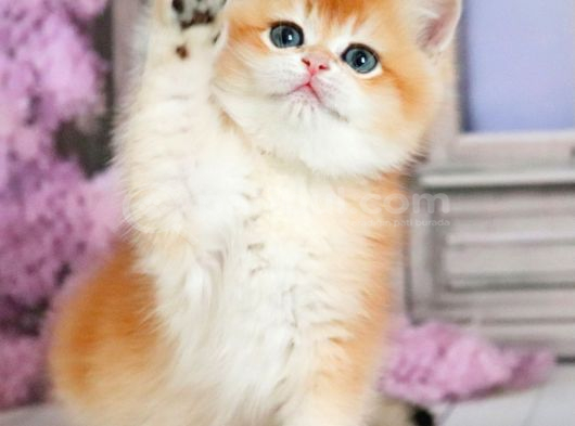 Güzellik Şampiyonu Golden British Shorthair görsel