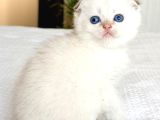 Topaç Surat Silver Scottish Fold