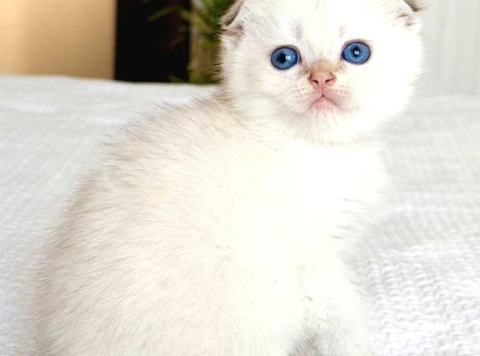 Topaç Surat Silver Scottish Fold görsel
