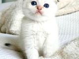 Topaç Surat Silver Scottish Fold