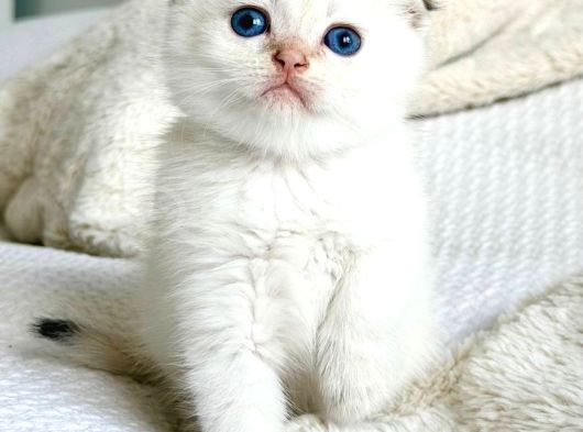 Topaç Surat Silver Scottish Fold görsel