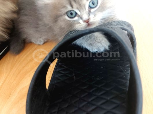 Güzeller Güzeli Bebekler görsel