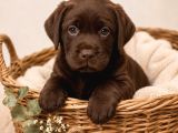 Safkan Labrador Retri̇ever Yavrularimiz