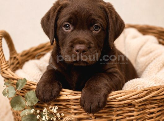 Safkan Labrador Retri̇ever Yavrularimiz