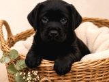 Safkan Labrador Retri̇ever Yavrularimiz