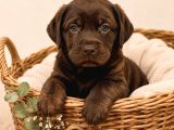 Safkan Labrador Retri̇ever Yavrularimiz