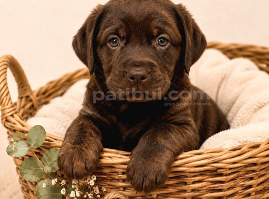 Safkan Labrador Retri̇ever Yavrularimiz görsel