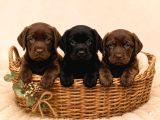 Safkan Labrador Retri̇ever Yavrularimiz