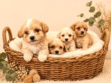 Sevgi̇ Dolu Malti̇poo Yavrular