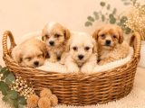 Sevgi̇ Dolu Malti̇poo Yavrular