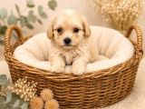 Sevgi̇ Dolu Malti̇poo Yavrular