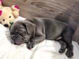 A Kalite Blue French Bulldog