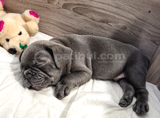 A Kalite Blue French Bulldog görsel
