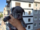 A Kalite Blue French Bulldog