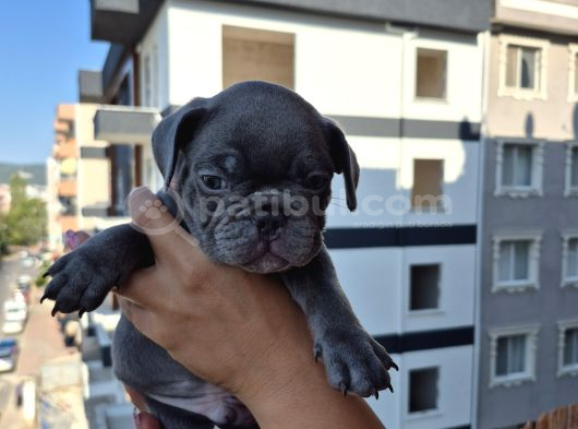 A Kalite Blue French Bulldog görsel