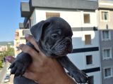 A Kalite Blue French Bulldog