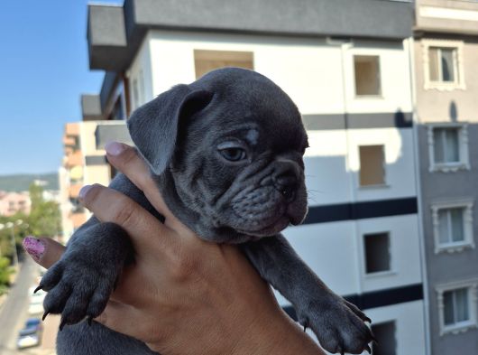 A Kalite Blue French Bulldog görsel